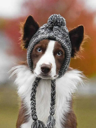 Compañero de gorra canina